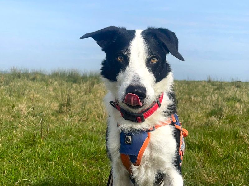Alfie | Collie (Border) Cross | Shoreham (Sussex) - 1