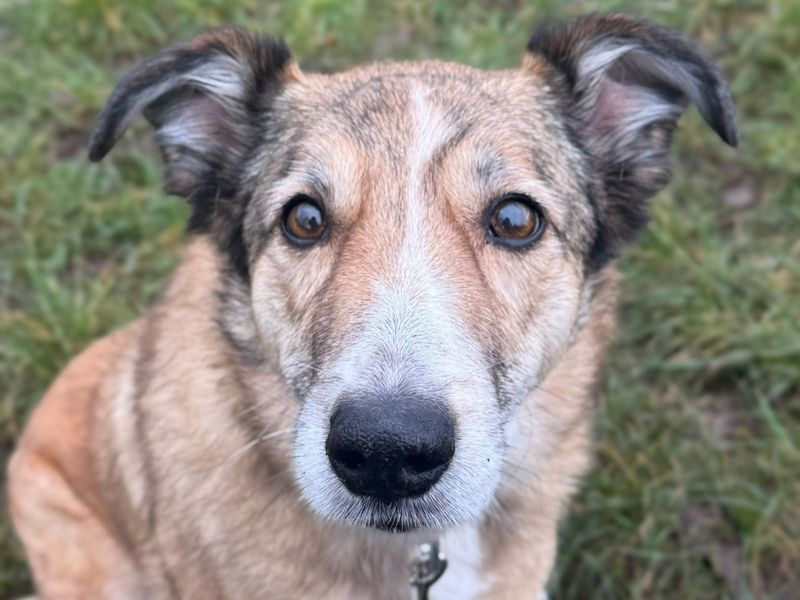 Shane, a 8 years old male Collie available for adoption from Dogs Trust in Shrewsbury, Shropshire