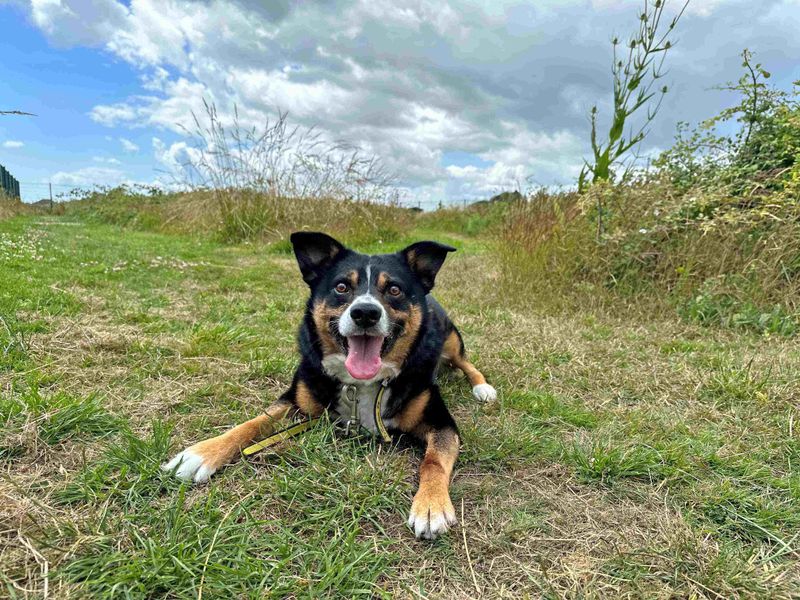 Border Collie for adoption in Wymeswold, Leicestershire – 9 years old - Image 3 of 4