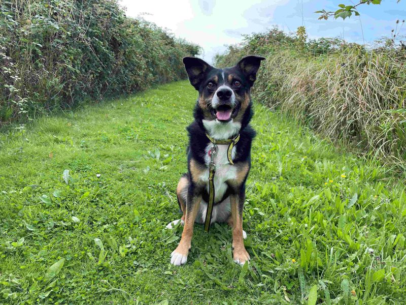 Border Collie for adoption in Wymeswold, Leicestershire – 9 years old - Image 2 of 4