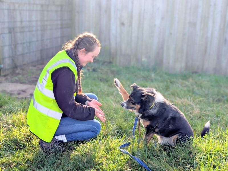 Bobby | Crossbreed | Loughborough - 1
