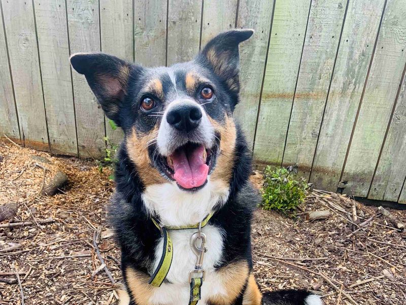 Bobby | Collie (Border) Cross | Loughborough - 1