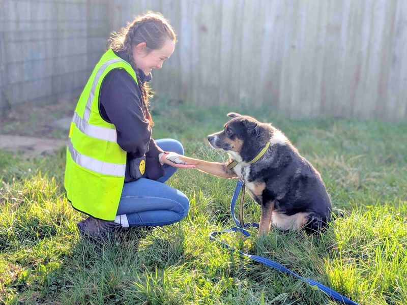 Border Collie for adoption in Wymeswold, Leicestershire – 9 years old - Image 4 of 4