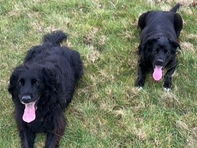 Border Collie for adoption in Kenilworth, Warwickshire – 10 years old - Image 2 of 3