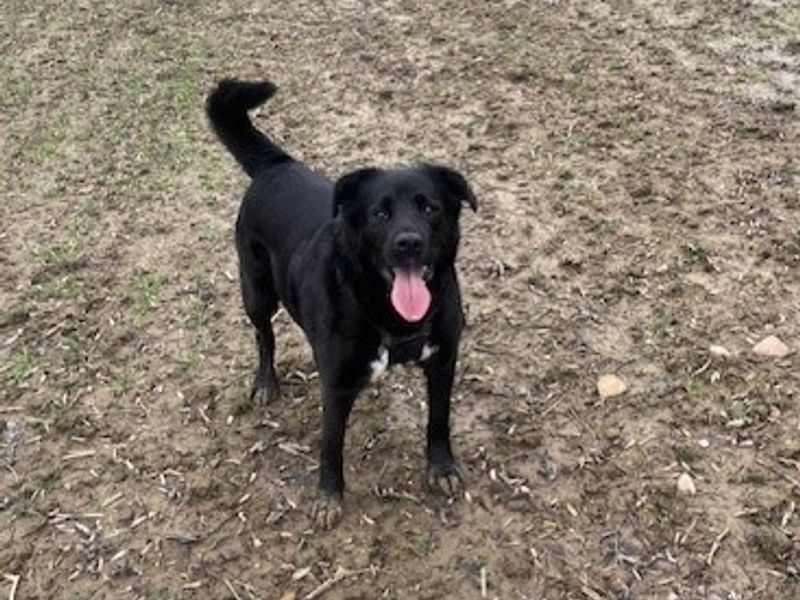 Border Collie for adoption in Kenilworth, Warwickshire – 10 years old - Image 3 of 3