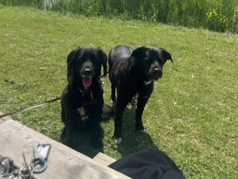 Border Collie for adoption in Kenilworth, Warks – 10 years old