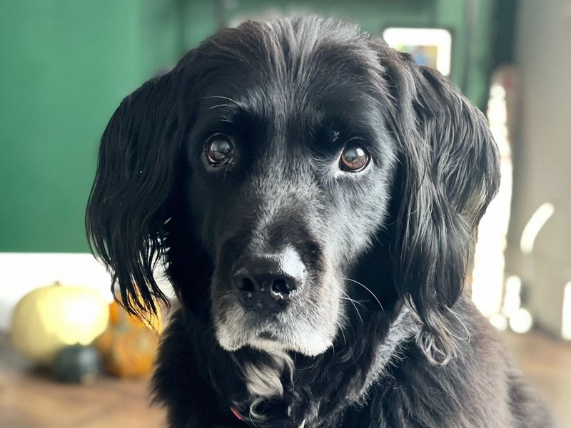 Cocker Spaniel for adoption in Kenilworth, Warks – 10 years old