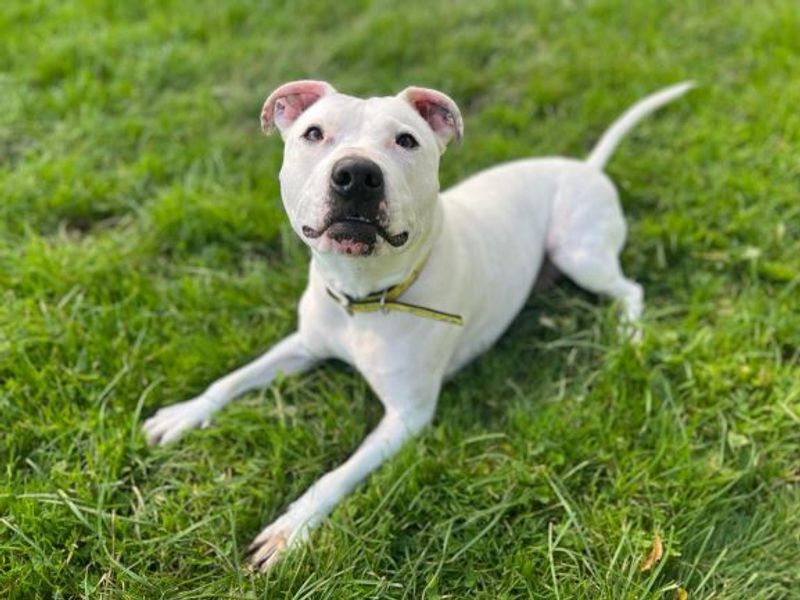 Staffordshire Bull Terrier for adoption in Mid Glamorgan, Wales – 7 years old