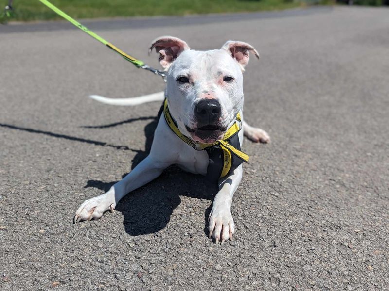 Staffordshire Bull Terrier for adoption in Mid Glamorgan, Wales – 7 years old - Image 4 of 9