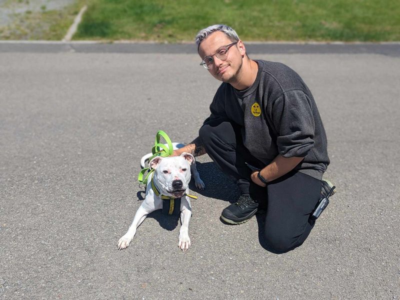 Staffordshire Bull Terrier for adoption in Mid Glamorgan, Wales – 7 years old - Image 5 of 9