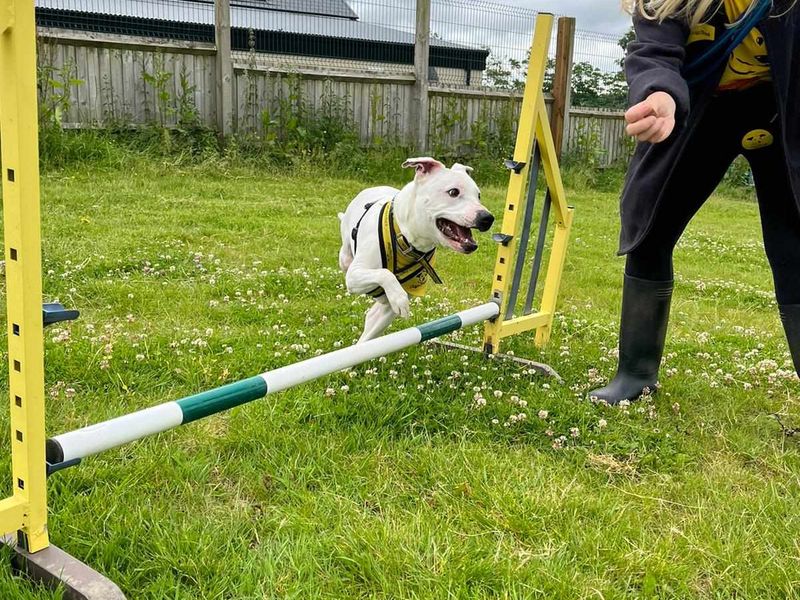 Staffordshire Bull Terrier for adoption in Mid Glamorgan, Wales – 7 years old - Image 6 of 9