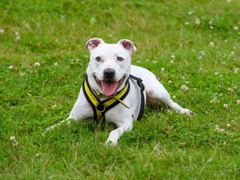 Staffordshire Bull Terrier for adoption in Mid Glamorgan, Wales – 7 years old - Image 7 of 9
