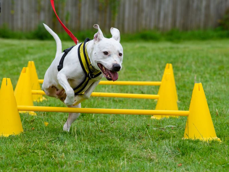 Staffordshire Bull Terrier for adoption in Mid Glamorgan, Wales – 7 years old - Image 2 of 9