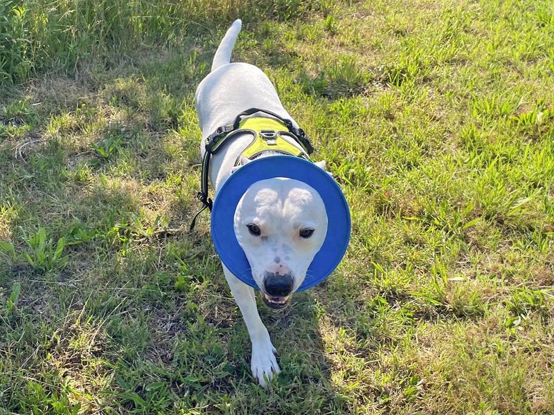 undefined | Terrier (Staffordshire Bull) Cross | undefined - 19