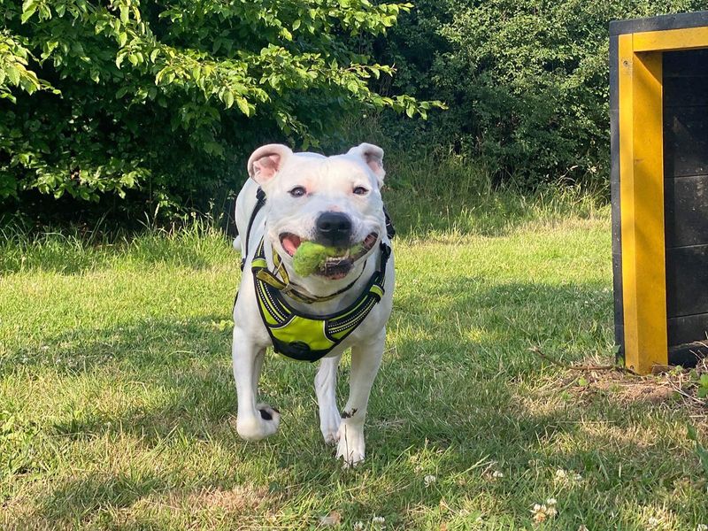 undefined | Terrier (Staffordshire Bull) Cross | undefined - 17