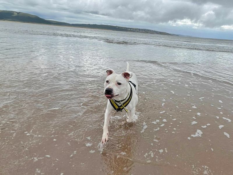 Tetley | Terrier (Staffordshire Bull) Cross | Basildon (Essex) - 1
