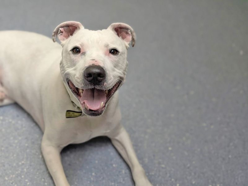 undefined | Terrier (Staffordshire Bull) Cross | undefined - 5