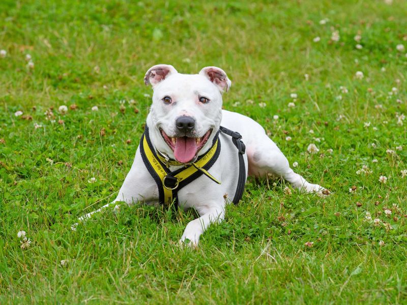 Tetley | Terrier (Staffordshire Bull) Cross | Basildon (Essex) - 1