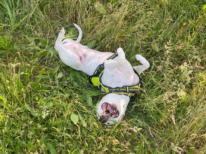 undefined | Terrier (Staffordshire Bull) Cross | undefined - 15