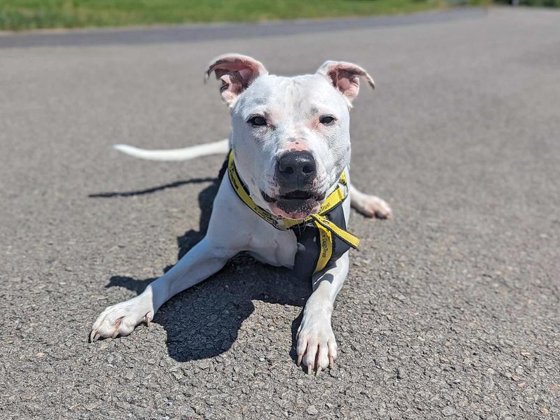 undefined | Terrier (Staffordshire Bull) Cross | undefined - 10
