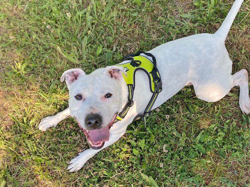 undefined | Terrier (Staffordshire Bull) Cross | undefined - 8