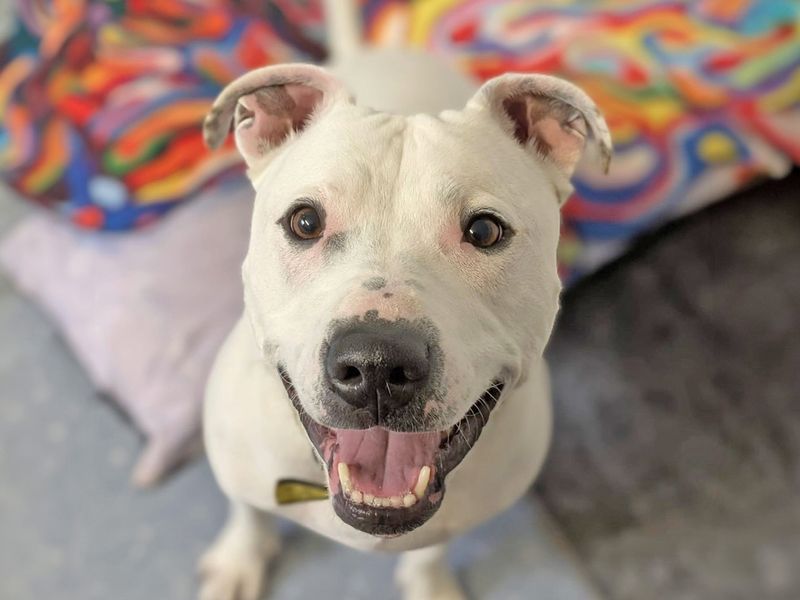 undefined | Terrier (Staffordshire Bull) Cross | undefined - 13