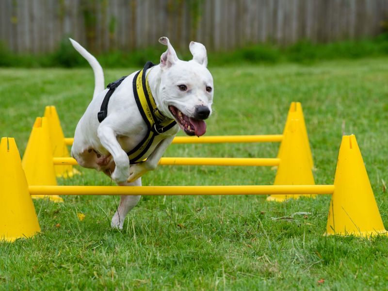 undefined | Terrier (Staffordshire Bull) Cross | undefined - 14