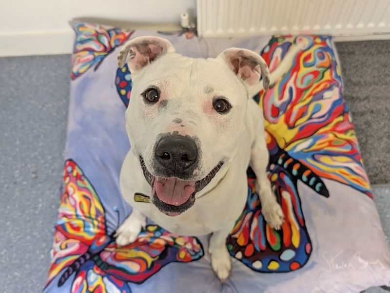 undefined | Terrier (Staffordshire Bull) Cross | undefined - 6