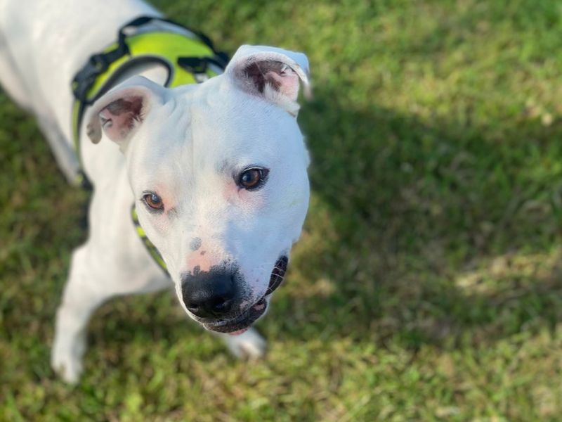 undefined | Terrier (Staffordshire Bull) Cross | undefined - 12