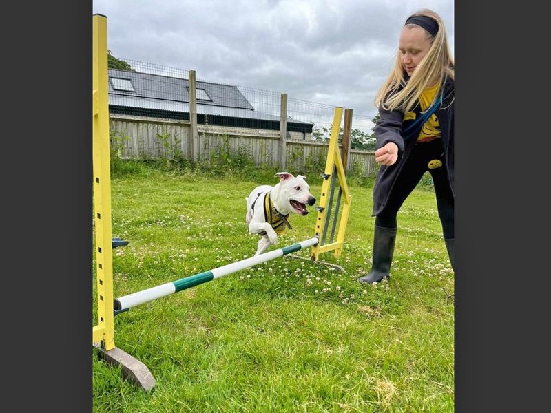 undefined | Terrier (Staffordshire Bull) Cross | undefined - 2