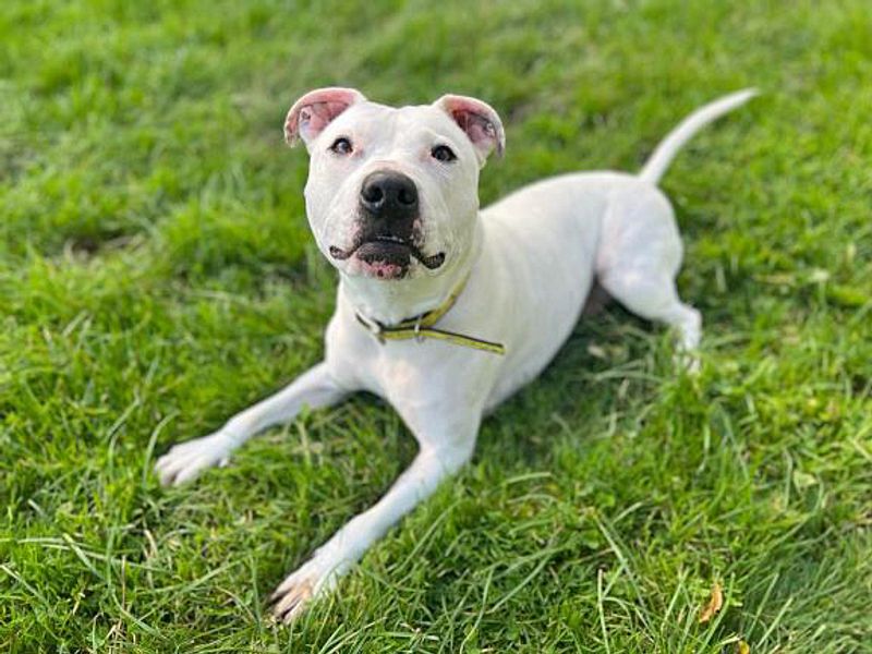 undefined | Terrier (Staffordshire Bull) Cross | undefined - 7