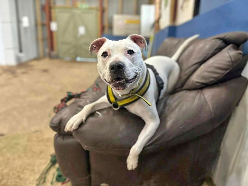 undefined | Terrier (Staffordshire Bull) Cross | undefined - 16