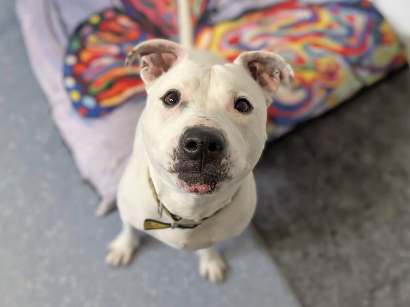 undefined | Terrier (Staffordshire Bull) Cross | undefined - 18