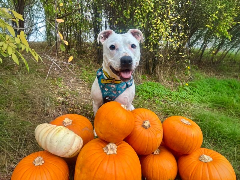 undefined | Terrier (Staffordshire Bull) Cross | undefined - 3