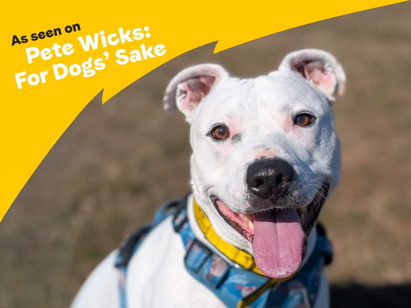 undefined | Terrier (Staffordshire Bull) Cross | undefined - 11
