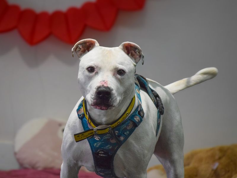 undefined | Terrier (Staffordshire Bull) Cross | undefined - 9