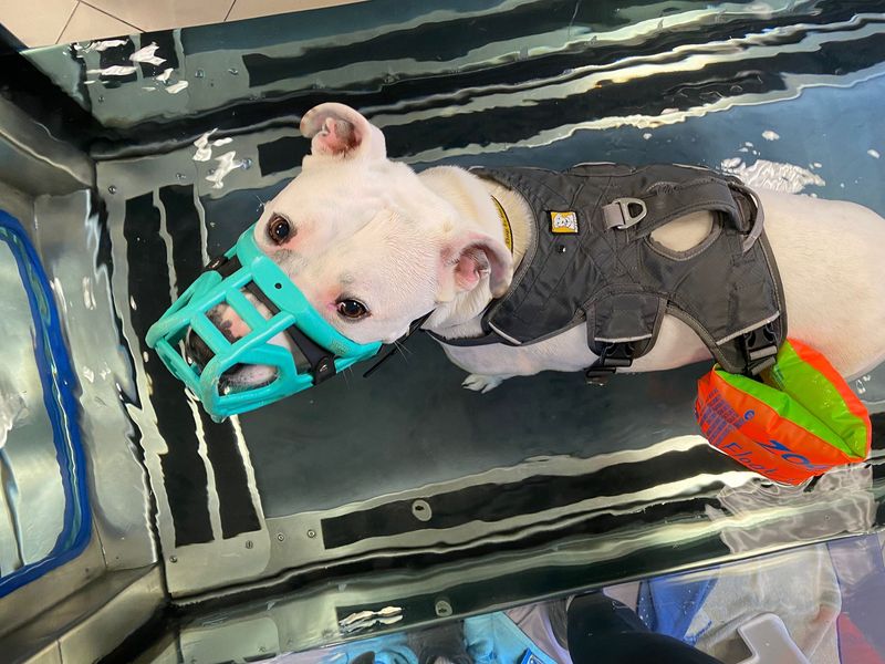 Tetley | Terrier (Staffordshire Bull) Cross | Basildon (Essex) - 21