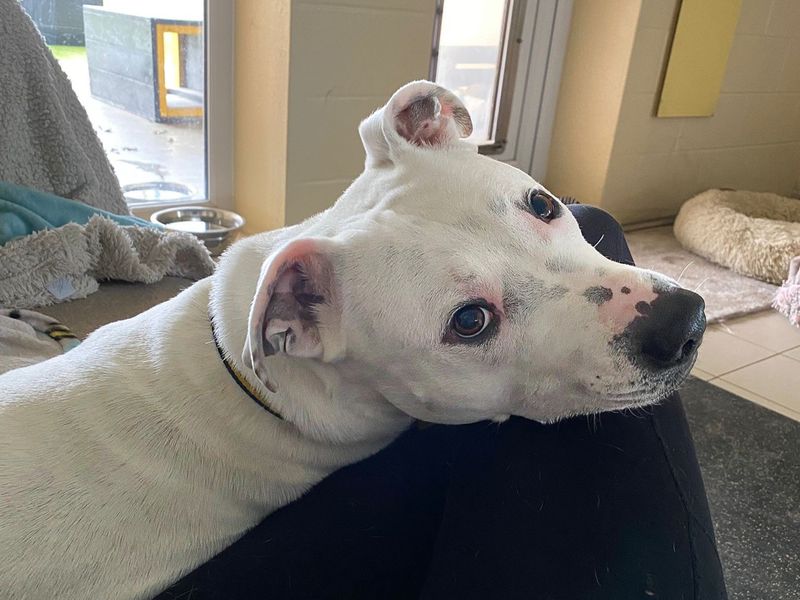Tetley | Terrier (Staffordshire Bull) Cross | Basildon (Essex) - 17