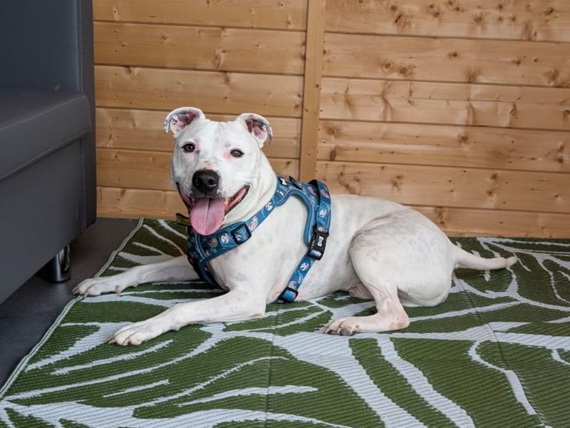 Tetley | Terrier (Staffordshire Bull) Cross | Basildon (Essex) - 22