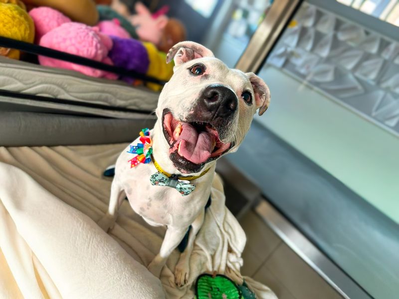 Tetley | Terrier (Staffordshire Bull) Cross | Basildon (Essex) - 15