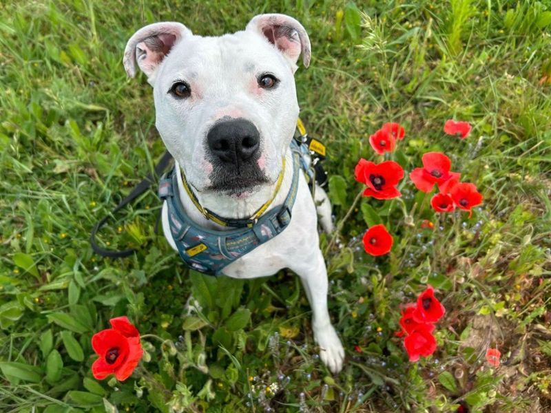 Tetley | Terrier (Staffordshire Bull) Cross | Basildon (Essex) - 6