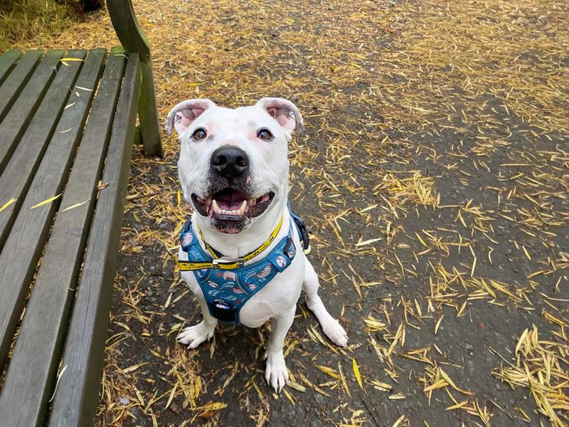 Tetley | Terrier (Staffordshire Bull) Cross | Basildon (Essex) - 1