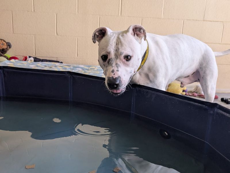 Tetley | Terrier (Staffordshire Bull) Cross | Basildon (Essex) - 19