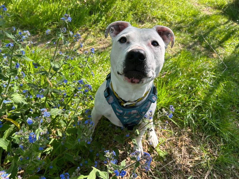 Tetley | Terrier (Staffordshire Bull) Cross | Basildon (Essex) - 7