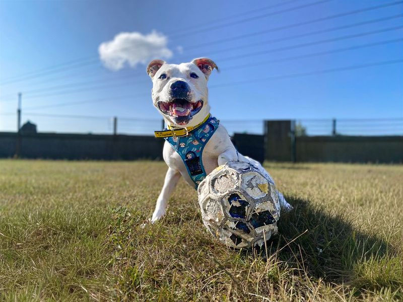 Tetley | Terrier (Staffordshire Bull) Cross | Basildon (Essex) - 23