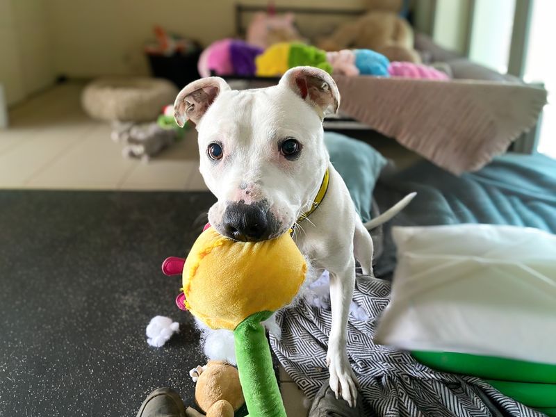 Tetley | Terrier (Staffordshire Bull) Cross | Basildon (Essex) - 8