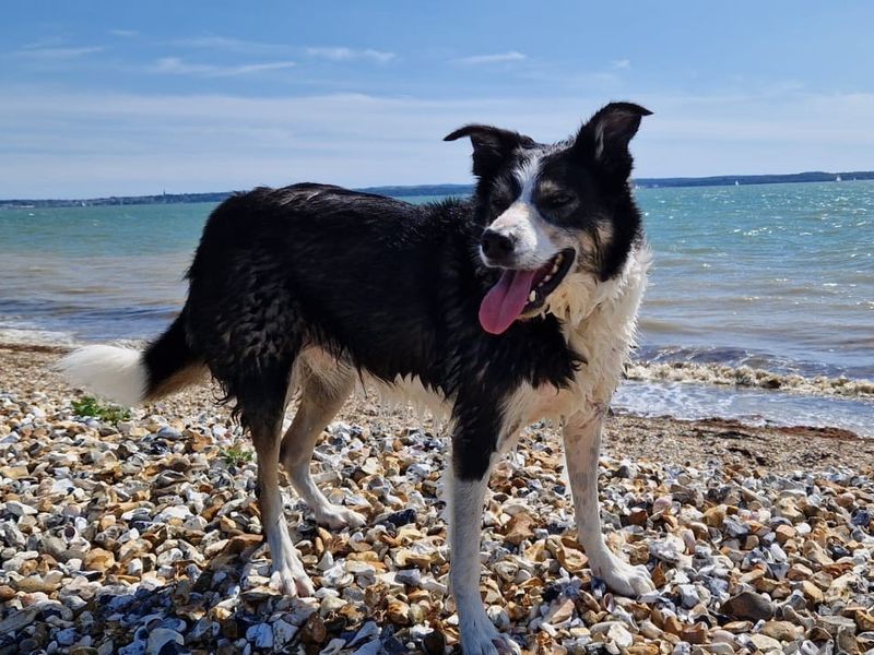 Border Collie for adoption in Newton Tony, Wiltshire – 8 years old