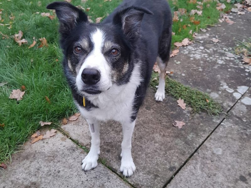 Poppy | Collie (Border) Cross | Salisbury (Wiltshire) - 1