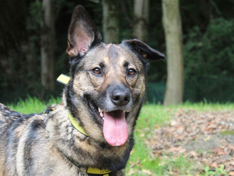 Nala | Belgian Shepherd Dog (Malinois) Cross | Merseyside (Liverpool) - 1