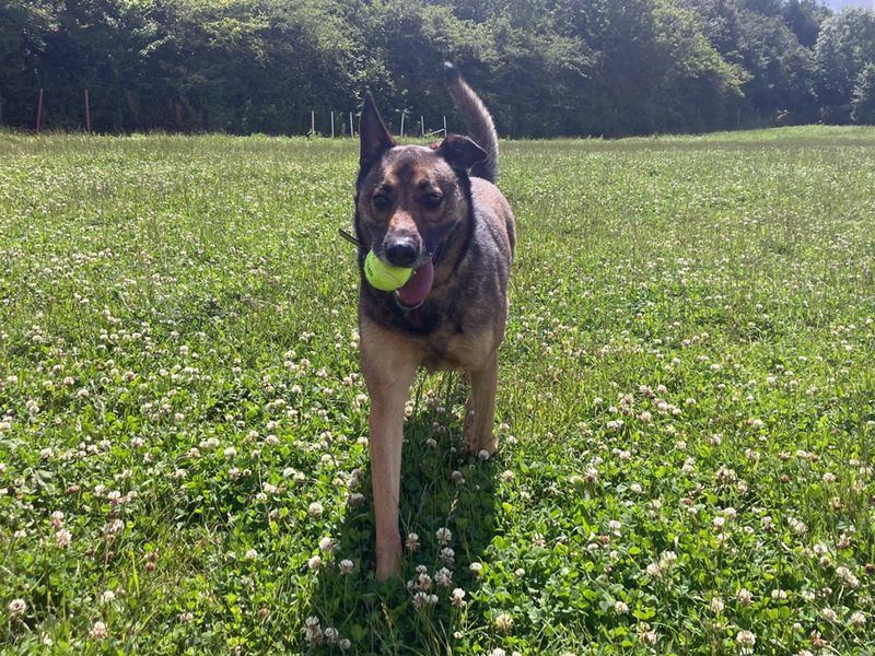 undefined | Belgian Shepherd Dog (Malinois) Cross | undefined - 4